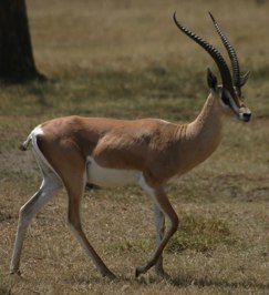gazelle Ready to run...
